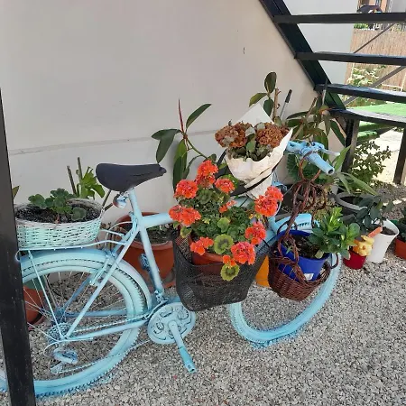بيت ضيافة Casa Octavia Schitu